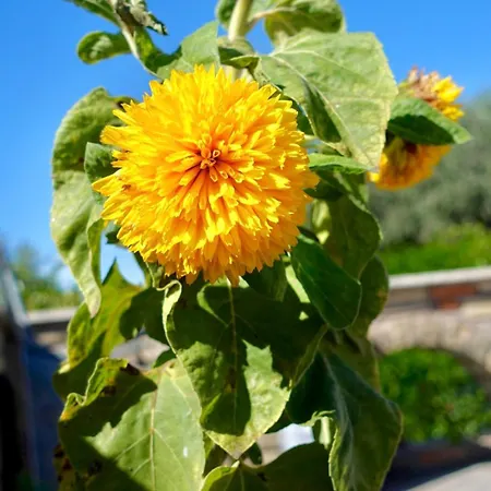 Bed & Breakfast The Flower House 3*