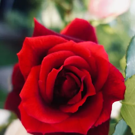 The Flower House Bed & Breakfast