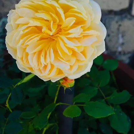 The Flower House Bed & Breakfast *